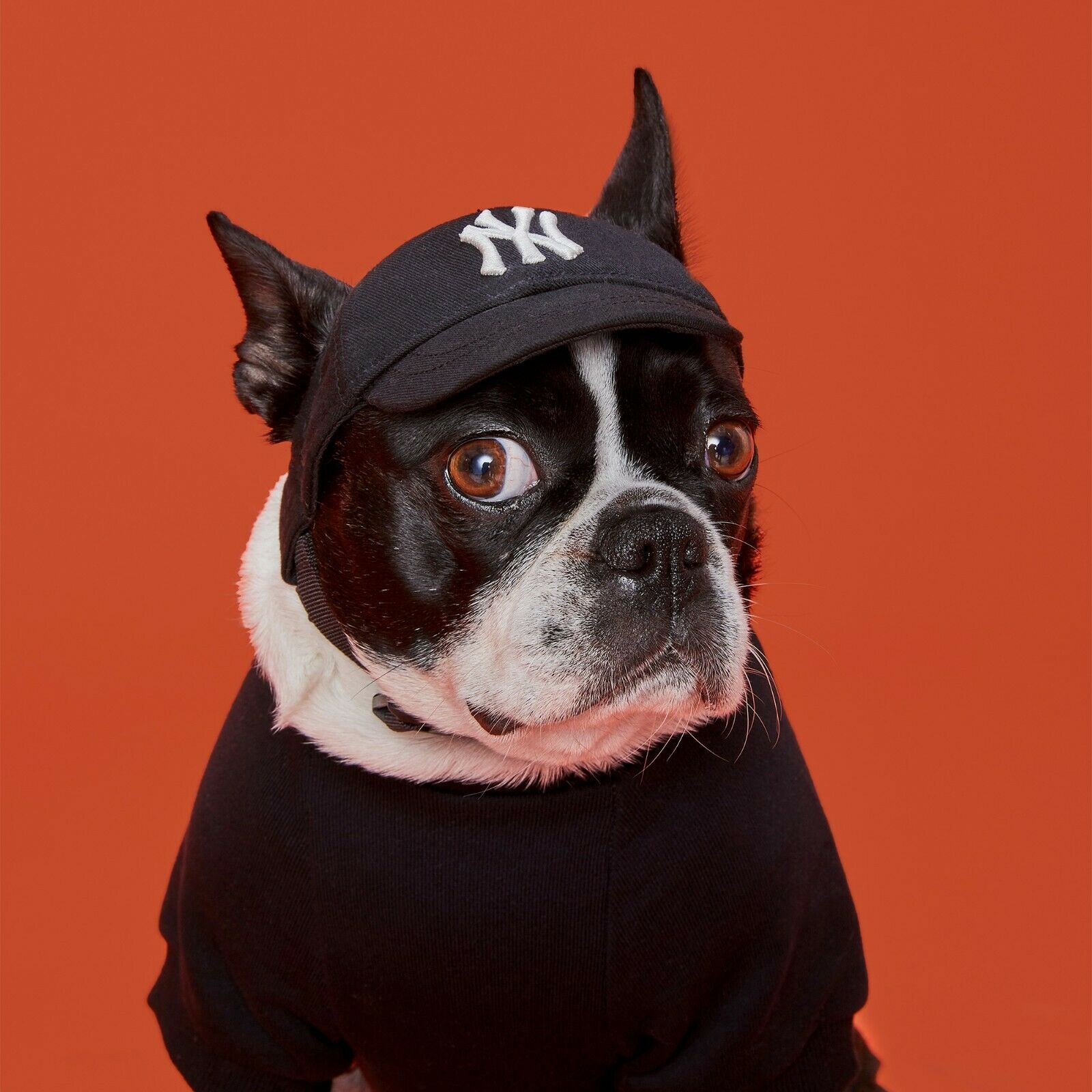 New York Yankees Dog Jersey, Dog Collar & Leashes - MVP Dogs