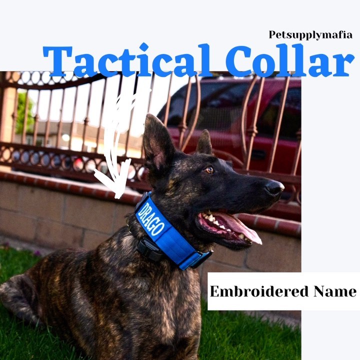 Custom name tactical dog collars! Shop now at petsupplymafia.com free shipping when you down $50. 