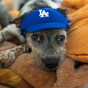 LA Dodgers dog hat