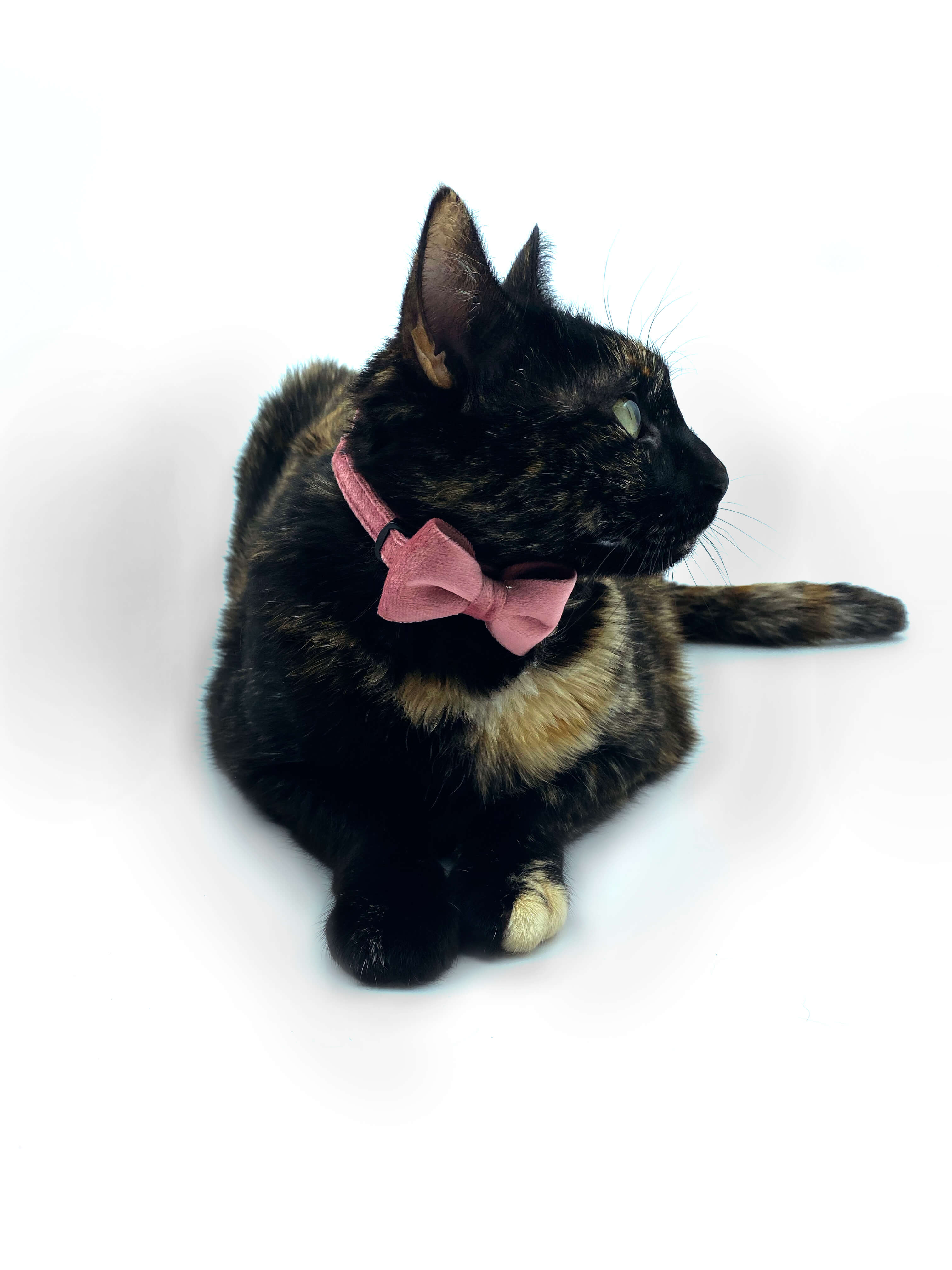 White - Designer LV Bowtie Cat Collar Pu Leather - Pet Supply Mafia