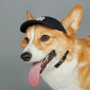 NY Yankees hat for dogs