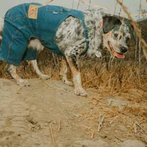 Dog in overalls